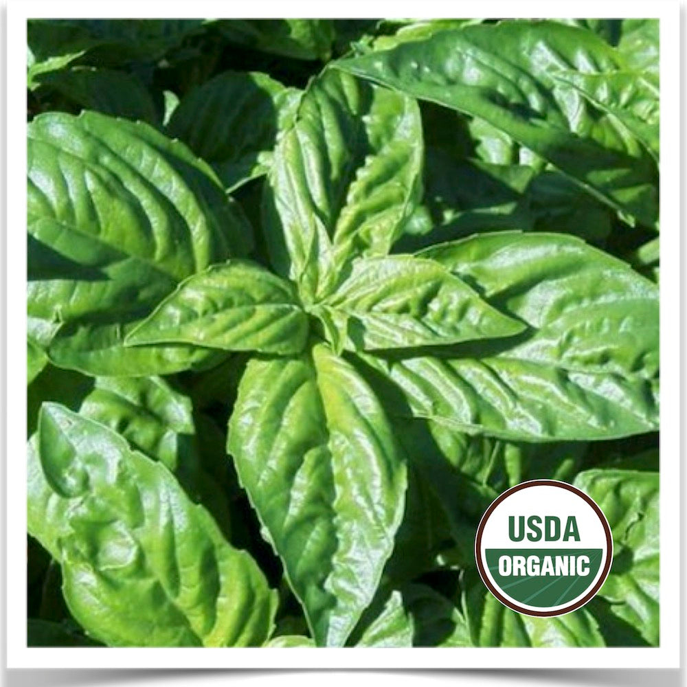 CERTIFIED ORGANIC SEED Herb Basil Genovese Prairie Road Organic Seed