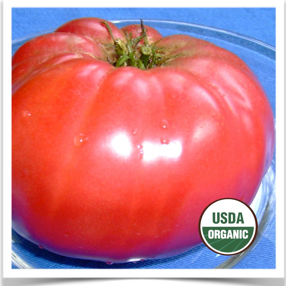 Brandywine Pink , Standard (Slicing) Tomato (Lycopersicon