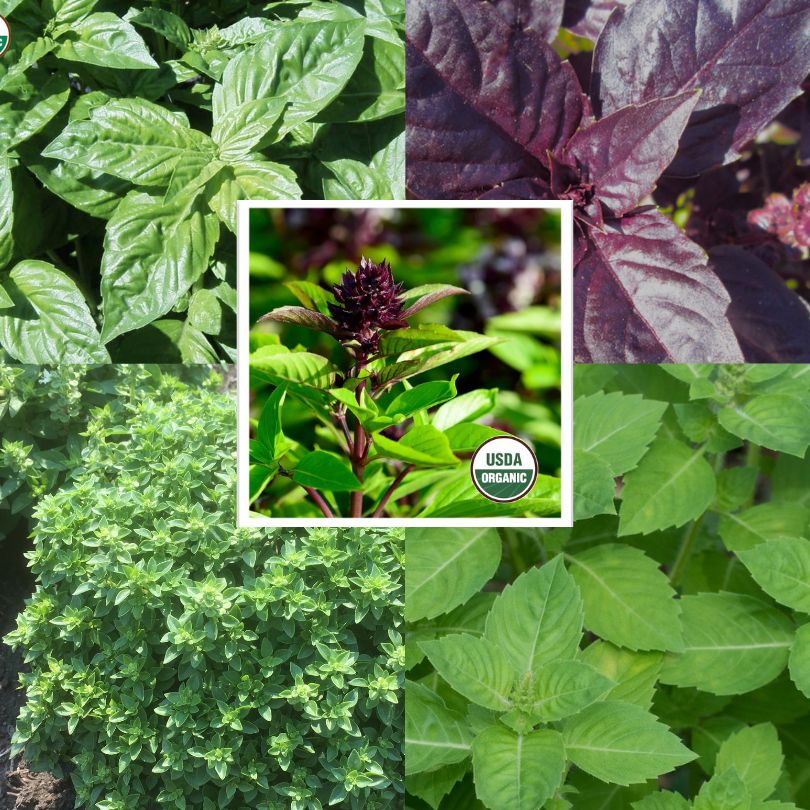 Five culinary basil seeds available from Prairie Road Organic Seed