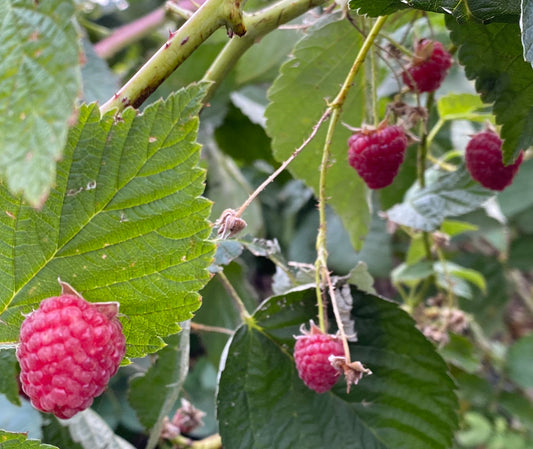 Beating The Fruit Fly Invasion For A Successful Raspberry Harvest