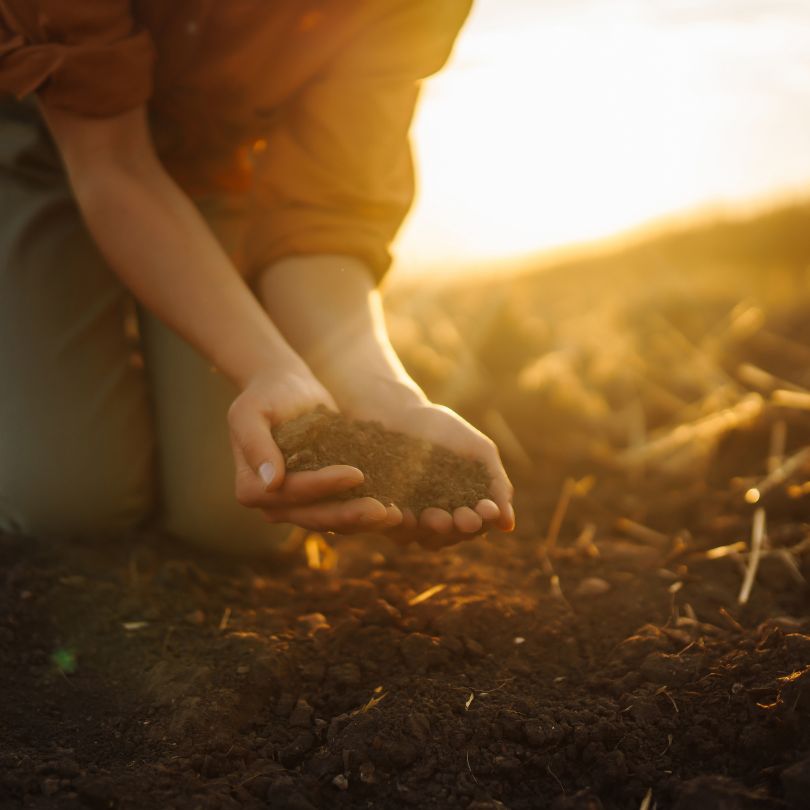 #2 Gardening Fundamental-- How To Feed Your Soil And Your Plants