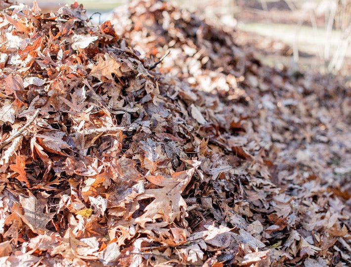 Piling leaves for composting and vermicomposting at Prairie Road Organic Seed