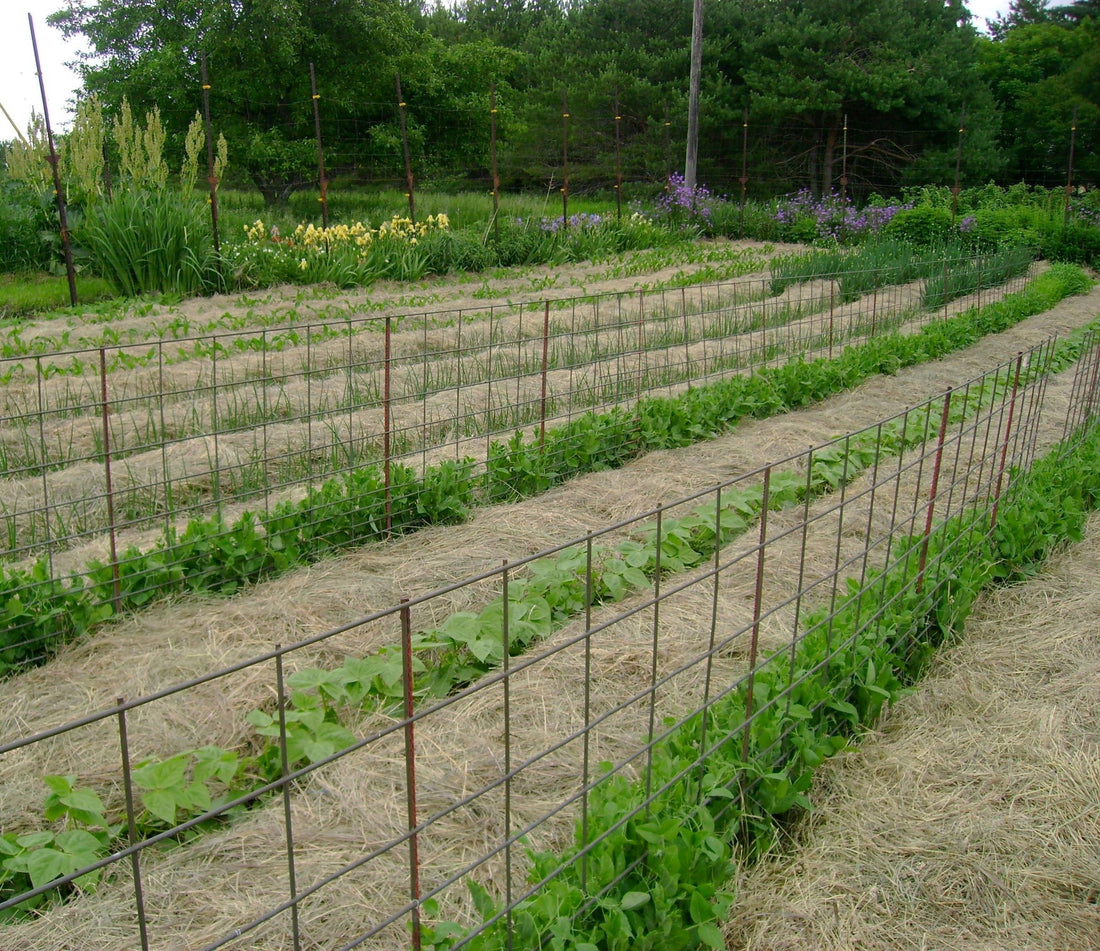 What Are the Best Mulching Choices for Your Vegetable Garden?