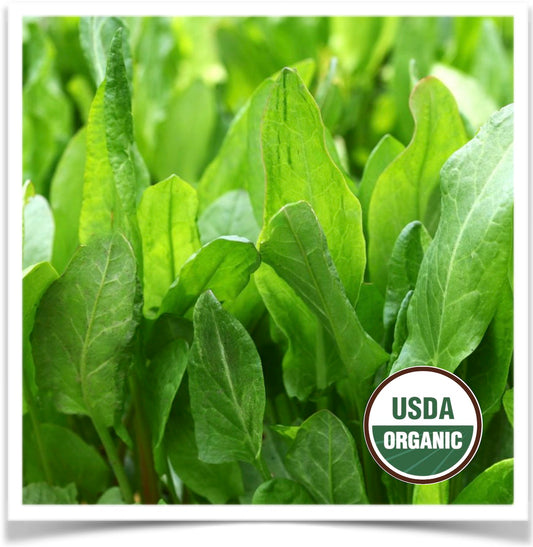 French sorrel thriving green production at Prairie Road Organic Seed