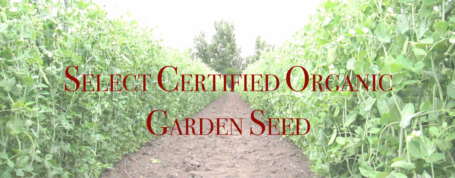 https://www.prairieroadorganic.co/cdn/shop/files/SELECT_CERTIFIED_ORGANIC_GARDEN_SEED_1500x.jpg?v=1703635077