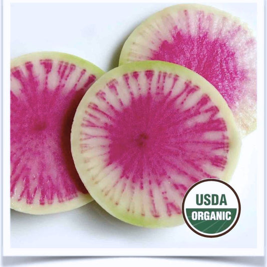 Watermelon radish slices at Prairie Road Organic Seed