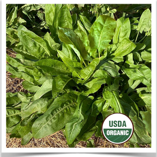 French sorrel growing despite a drought at Prairie Road Organic Seed