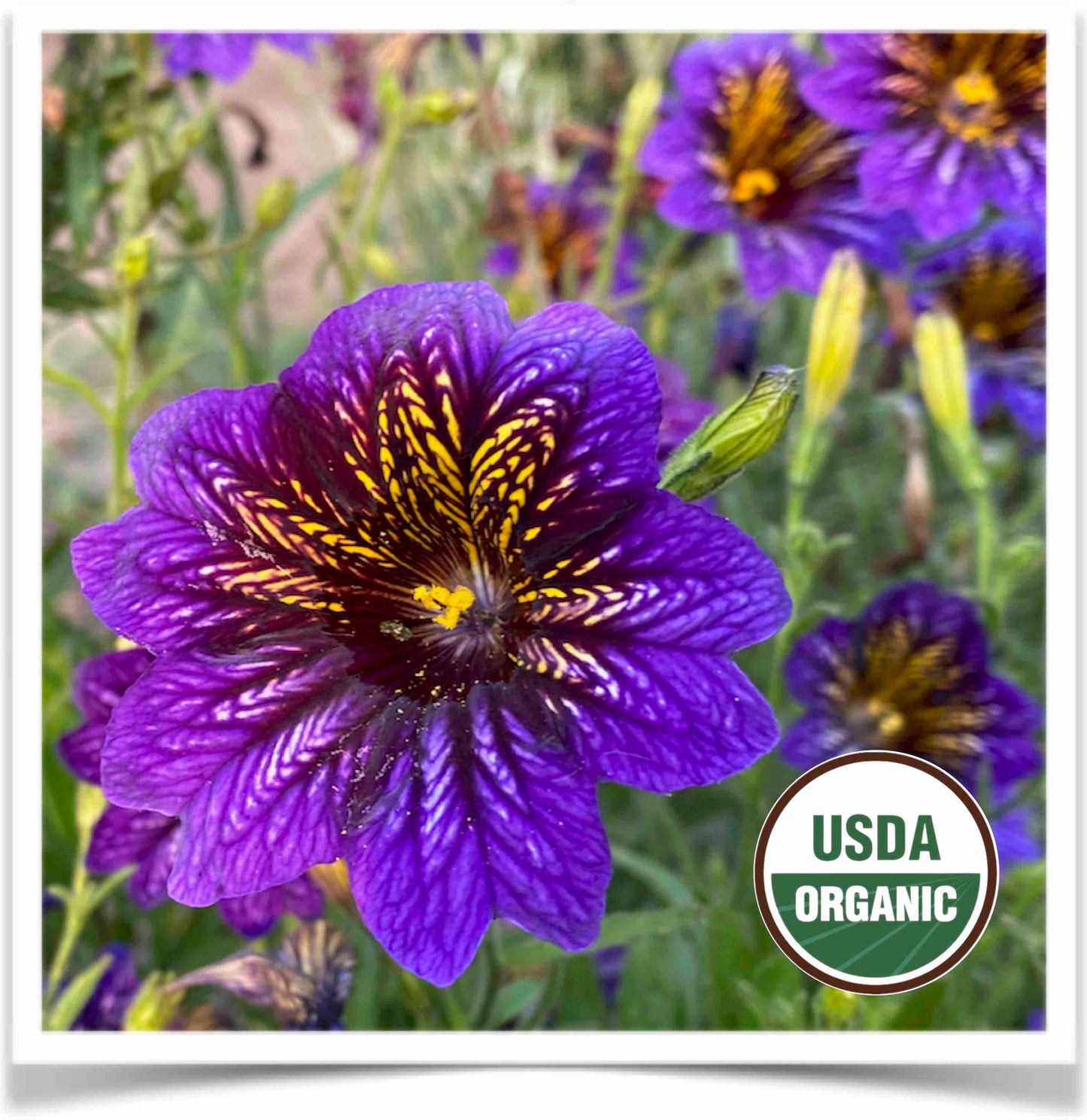 Painted Tongue flowers putting on a show in stunning purple with yellow highlights at Prairie Road Organic Seed
