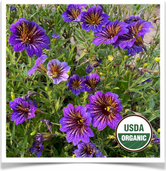 Painted Tongue flowers are a  profusion of purple painted with striking yellow highlights-- sure to catch your eye at Prairie Road Organic Seed