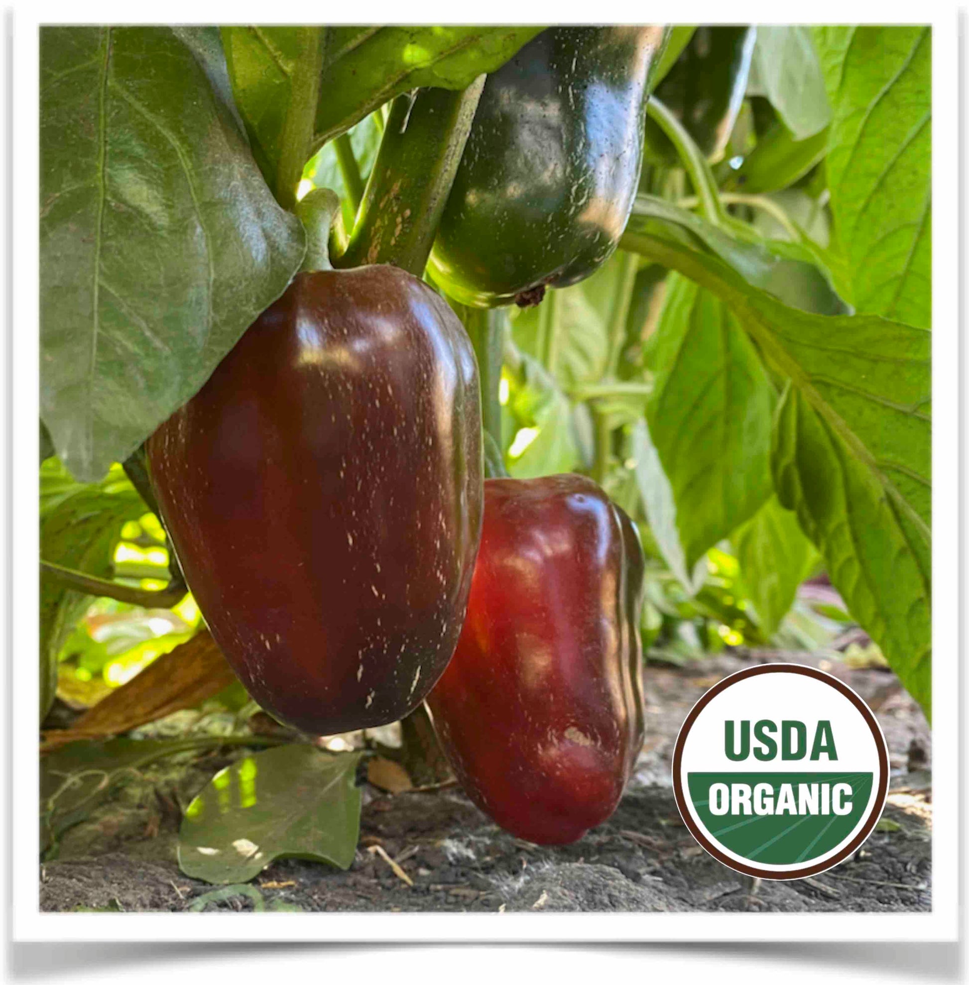 Pizza peppers ripening in the summer sun at Prairie Road Organic Seed
