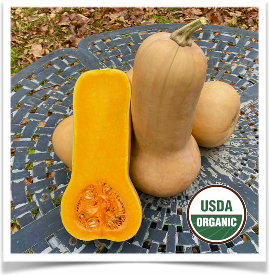 Squash: Waltham Butternut NEW!