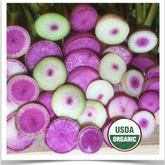 Watermelon radish grown from certified organic seed  at Prairie Road Organic Seed